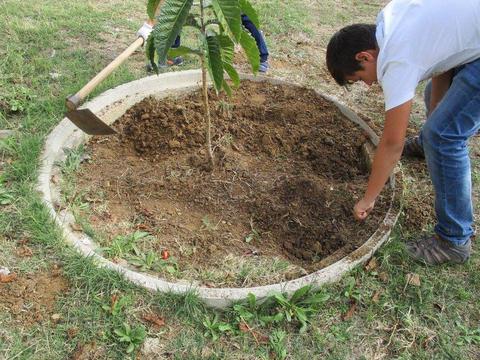 Replantar aromáticas (segurelha)...